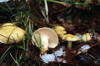 Macromiceti interessanti presenti nel Parco Regionale delle Alpi Apuane Hygrophorus gliocyclus Fr., Öfvers. K. Svensk. Vetensk.-Akad. Förhandl.