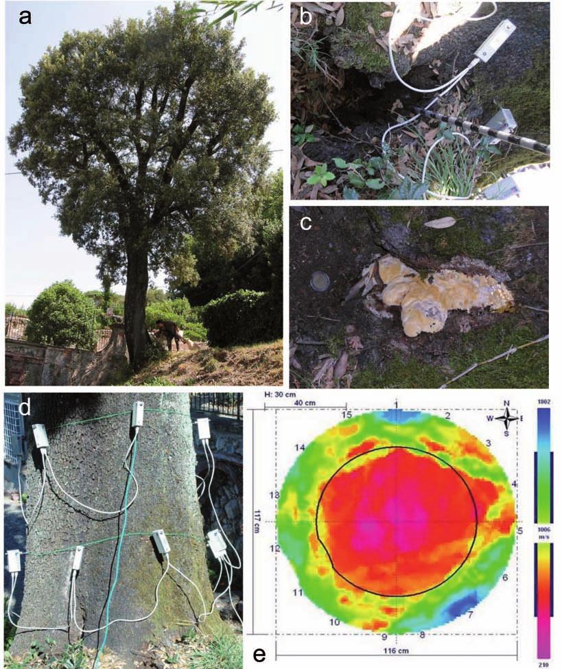 Figura 5: Leccio in parco privato a Lucca (2011): (a) vista generale della pianta: si noti la forte pendenza della scarpata e la vicinanza all edificio; (b) dettaglio della cavità al colletto, che si