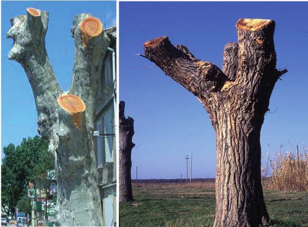 Salute degli alberi in ambiente urbano e sicurezza del cittadino: studio di alcuni casi in Toscana caduta delle foglie.