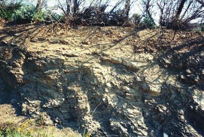 , Catapsidrax dissimilis, Globigerapsis sp., Cibicides sp., Globigerina venezuelana, Globoquadrina sp., Nummulites (cf. intermedius).