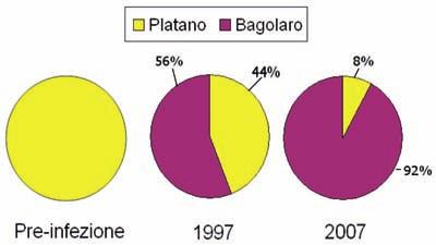 aspetti negativi. La situazione in Toscana è drammatica: la pandemia sta portando all eliminazione del platano da numerosi areali cittadini.