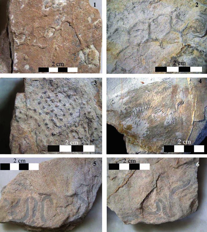 Icnofossili marini dell Oligocene di Calignaia, Livorno all interno delle intercalazioni argillitiche e per mezzo dell identificazione di alcuni fossili come Sequoia langsdorfii, Panopea menardi, cfr.