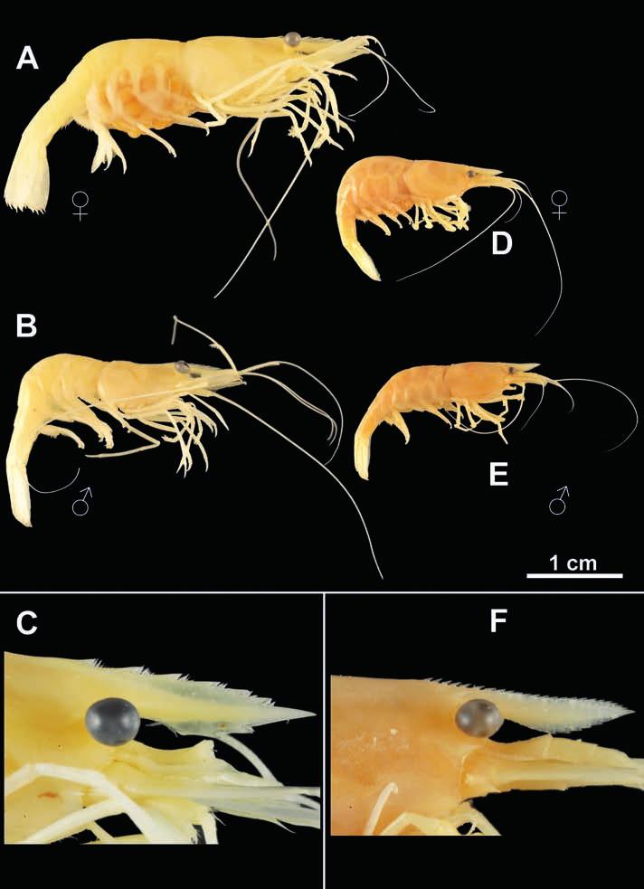 Figura 2: A-C Palaemonetes antennarius A, femmina; B, maschio; C, particolare del rostro. Esemplari raccolti a (LI) Venturina, Fossa Calda, 10 m s.l.m., UTM PN 2965, S. Cianfanelli & E. Lori leg., 2.