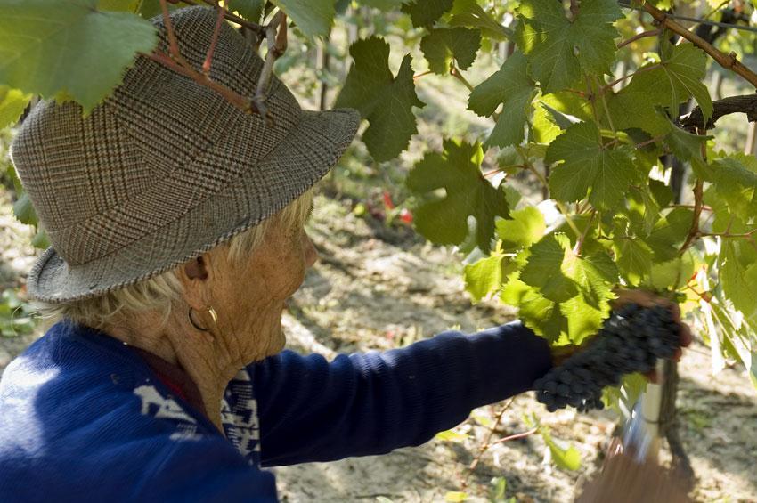 Chi è il co-produttore?