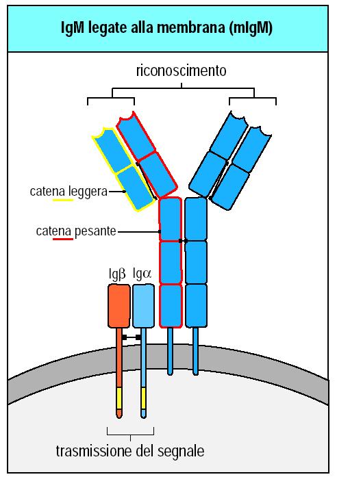 La trasmissione del segnale dal complesso recettoriale dei linfociti B, dipende dalla presenza di sequenze