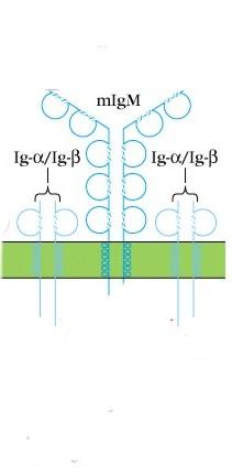 Corecettore B = CD19, CD21