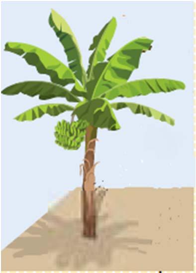 Banane/mele fase di coltivazione L impatto della fase di coltivazione per la categoria cambiamento climatico è principalmente legato al processo di irrigazione e alle emissioni di N 2 O per l