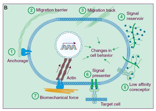 Regolazione degli enzimi di rimodellamento della ECM e consequenze biologiche della dinamica della ECM [2] Lu P, Takai K, Weaver VM, Werb Z.