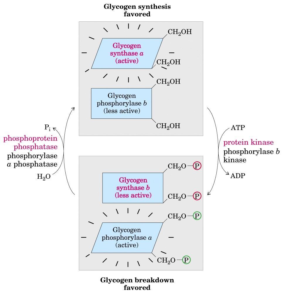Regolazione reciproca delle Glicogeno sintasi e Glicogeno fosforilasi glucagone epinefrina PKA PKC CAM-K G s, Gq, (camp, DAG,Ca 2+ ) Insulina La glicogeno