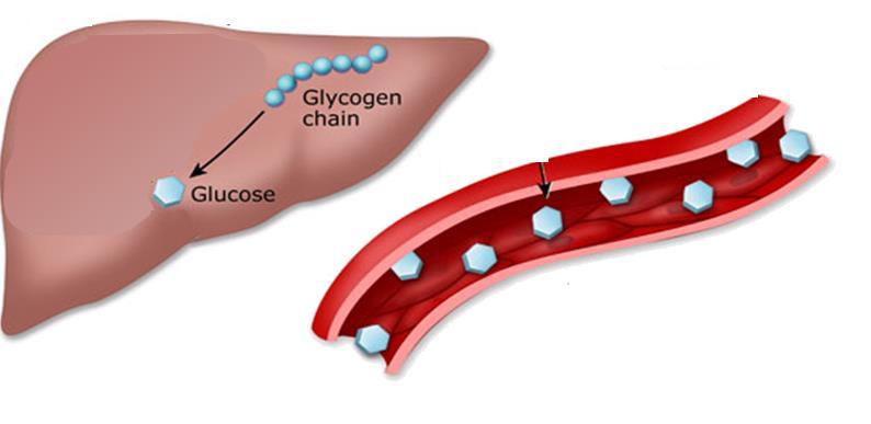 Funzioni della glicogenolisi Destini del G-6-P ottenuto dalla demolizione del glicogeno: - Nel muscolo: via glicolitica produzione di ATP (necessario per la contrazione muscolare) buon apporto di