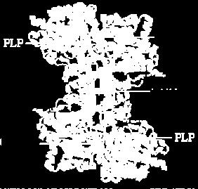 AMP Regulatory site v + ATP Glicogen binding site [Pi] L enzima lega il Pi in modo cooperativo, e l attività aumenta in un arco ristretto di [Pi]