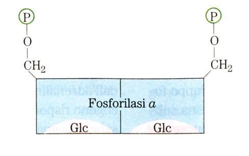 allosterico per inibizione da parte di ATP e G-6-P e per attivazione da AMP ( stato