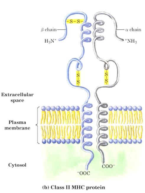 dendritiche) che processano gli antigeni batterici fino ad ottenere peptidi da