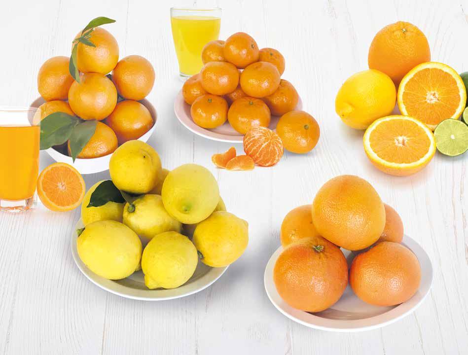 ARANCE NAVEL DA SPREMERE E BERE A COLAZIONE 1,29 MANDARINI SICILIA 1,79 PER ARRICCHIRE E INSAPORIRE LE INSALATE LIMONI SICILIA 1,79 PER PROFUMARE RISOTTI E PANATURE Alleati