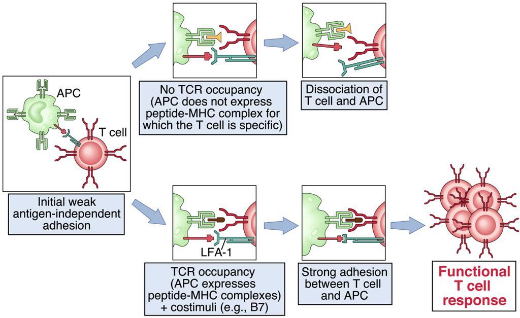 Ruolo di integrine e TCR in interazione cellule T - APC TCR non riconosce complesso Ag-MHC Dissociazione APC cellula