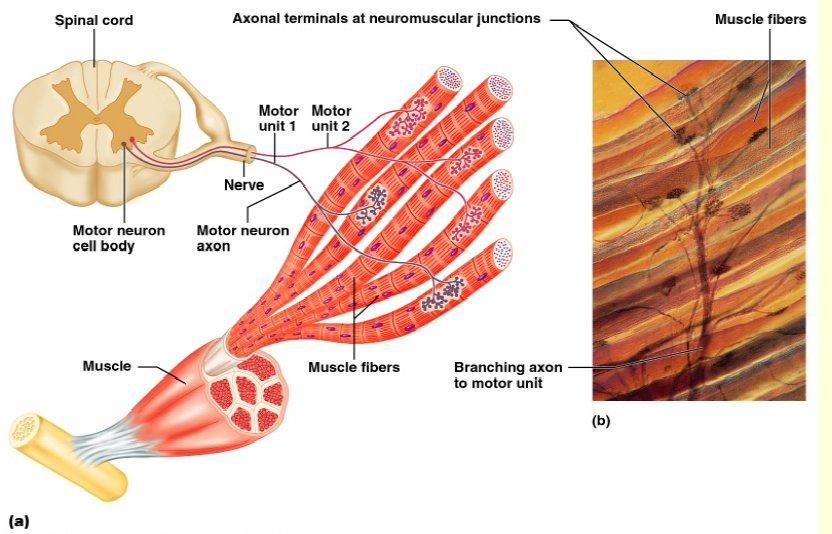 Figura 2 a,b Schema tra neurone e fibre muscolari Il tessuto muscolare striato è caratterizzato dalla presenza di bande trasversali chiare e scure.