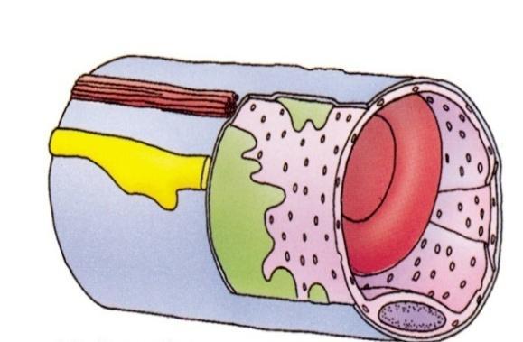 Vi sono delle differenze anche tra l endotelio dei grossi vasi rispetto a quello del microcircolo, addirittura tra l endotelio