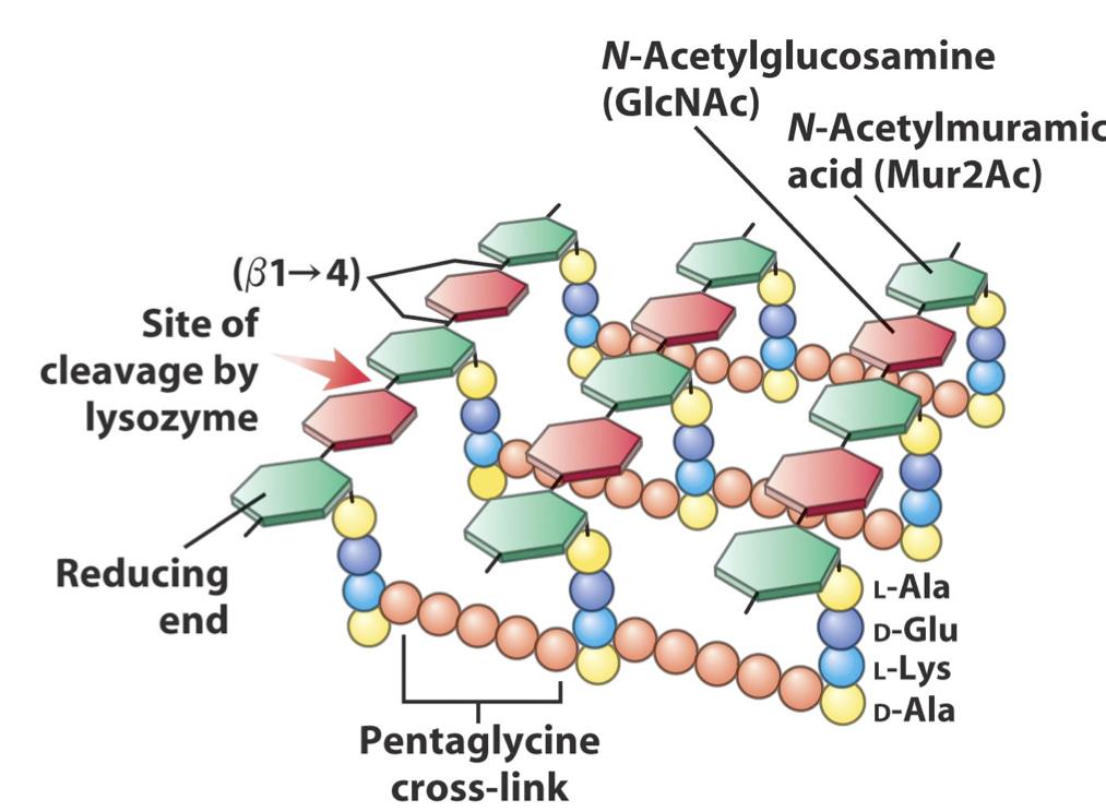 Definito anche mucopeptide batterico o mureina e Peptidoglicano struttura rigida di catene glicaniche di NAM e NAG legate con legami trasversali medianti ponti tetrapeptidici NAM: Acido