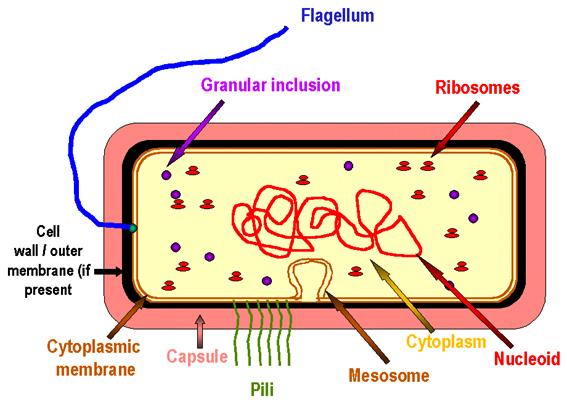 Procarioti 43 Il MESOSOMA Il