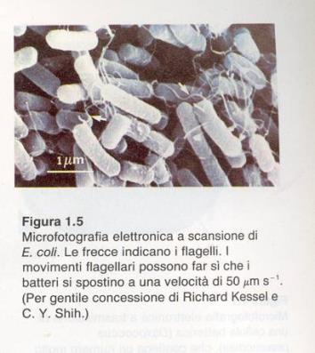 coli, come tutte le cellule procariotiche ha una riproduzione asessuata, cioè quando raggiunge delle dimensioni circa doppie del normale si divide in due cellule figlie identiche.