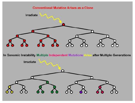 Effetti delle basse dosi: Instabilità Genomica L esposizione a radiazioni produce un aumento del ritmo di mutazioni con danno cromosomico nella progenie di