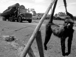 Effetti collaterali: es. bracconaggio La costruzione di strade e le utilizzazioni favoriscono l azione dei bracconieri: Danni ecologici e ambientali (es.