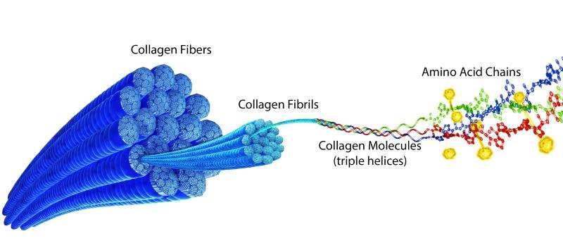 Le fibre di collagene (anche artificiali per riparazioni) sono usate nelle articolazioni (tramite tendini e cartilagini accoppio muscoli ed ossa).