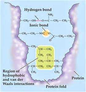 I residui idrofobici, in generale, dei gruppi laterali degli amminoacidi si mettono all'interno della proteina.