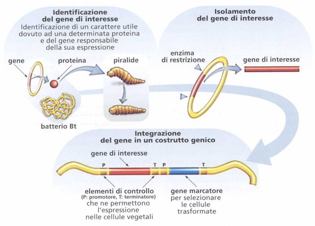 MAIS BT Bacillus thuringiensis subsps.