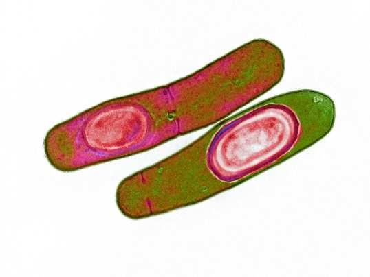 Clostridium Difficile Diseas : Pazienti positivi anno 2015: 126 / 680 totale indagati (18.