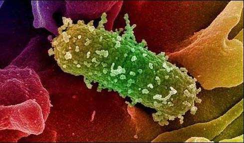 Batteri I batteri sono microrganismi presenti nel terreno, nell acqua, nell aria ed albergano sul e nel corpo degli essere