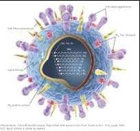 I Virus I Virus sono organismi subcellulari con dimensioni di alcuni nanometri (1 nm= 10 3 µm) ed osservabili solo al microscopio elettronico.