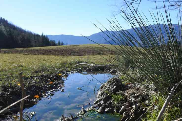 LIFE 14 NAT/IT/000759 WetFlyAmphibia Conservazione di anfibi e farfalle di aree umide e loro habitat nel Parco