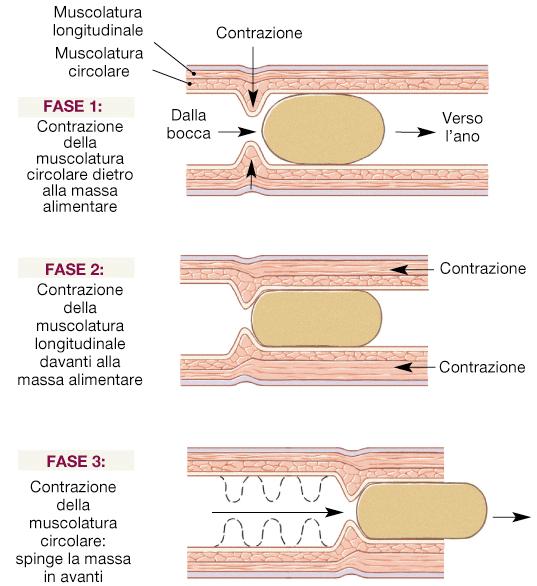 strati perpendicolari - cellule pacemaker subiscono depolarizzazione spontanea - si formano contrazioni che si propagano come un onda responsabili della: Peristalsi