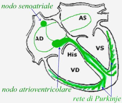 -ha la capacità di contrarsi spontaneamente: le contrazioni iniziano da un meccanismo intrinseco di cellule muscolari modificate del nodo seno-atriale si diffonde ai cardiomiociti normali contrattili