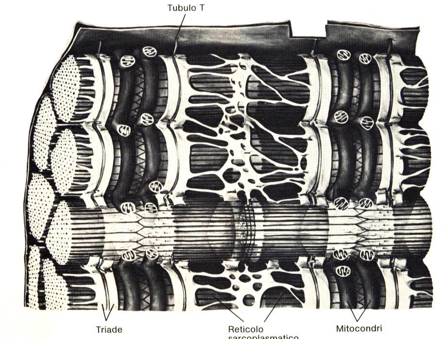 muscolo scheletrico triade -in corrispondenza del confine tra banda A e banda I muscolo cardiaco - in corrispondenza
