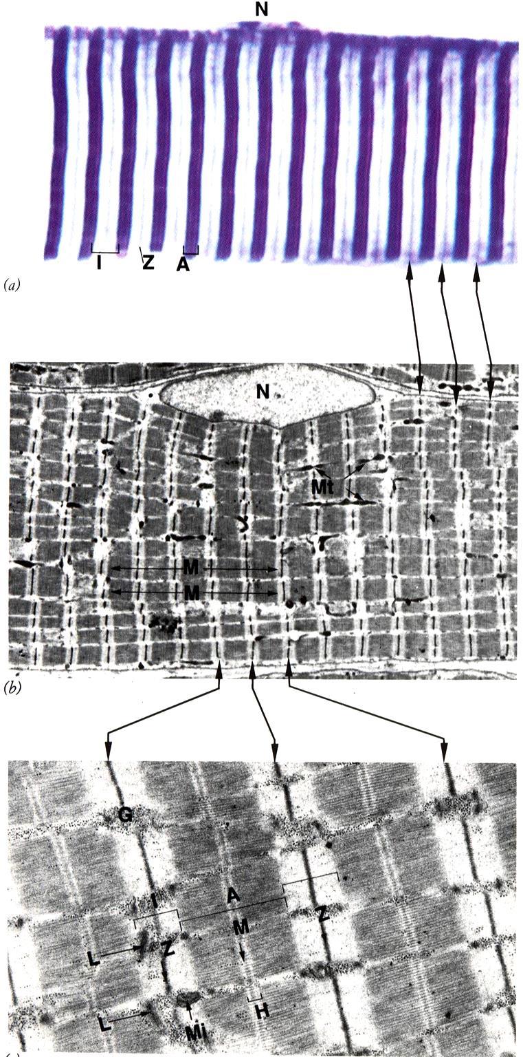 Organizzazione strutturale delle miofibrille M.O. striature della fibra muscolare M.E. Le bande Z,molto elettrondense, dividono le miofibrille in numerose unità contrattili: i sarcomeri.