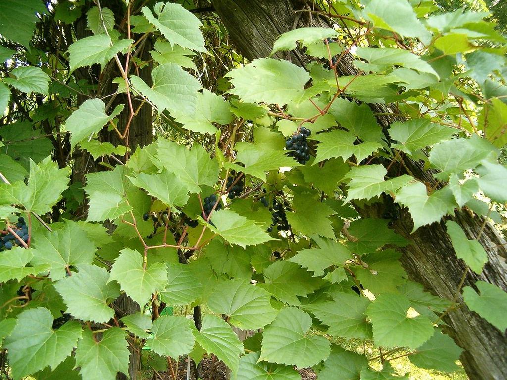 Vitis