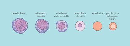 Erythroid Maturation In the BM PRO