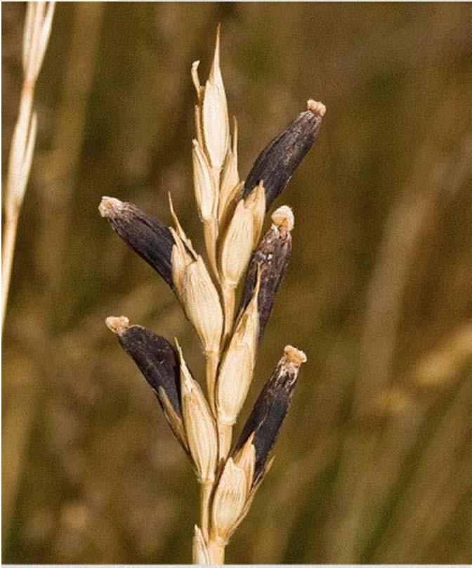 Allegato VI del D.P.R. 8 ottobre 1973, n. 1065 Cereali Claviceps purpurea Numero massimo di sclerozi o frammenti di sclerozi in un campione del peso stabilito dalla normativa (all.