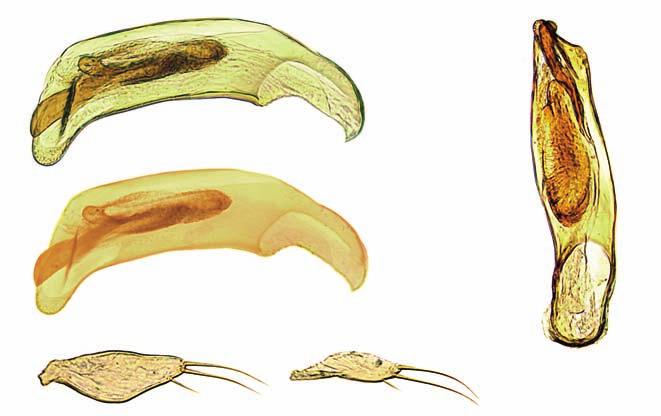 22 0.1 mm 23 25 24 Figg. 22-25 Typhloreicheia leoi pilosa n. ssp.