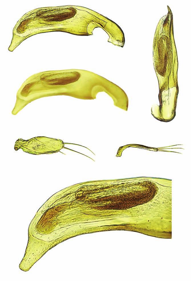 4 2 0.1 mm 3 5 6 Figg. 2-6 Typhloreicheia petriolii n. sp.