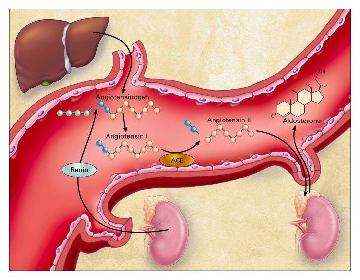 Heart Brain Adrenal gland Kidney