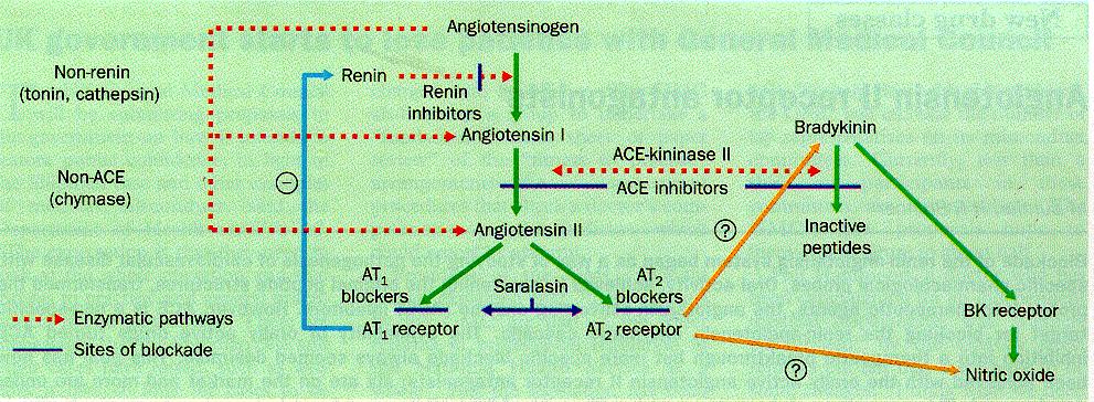 Angiotenin II receptor
