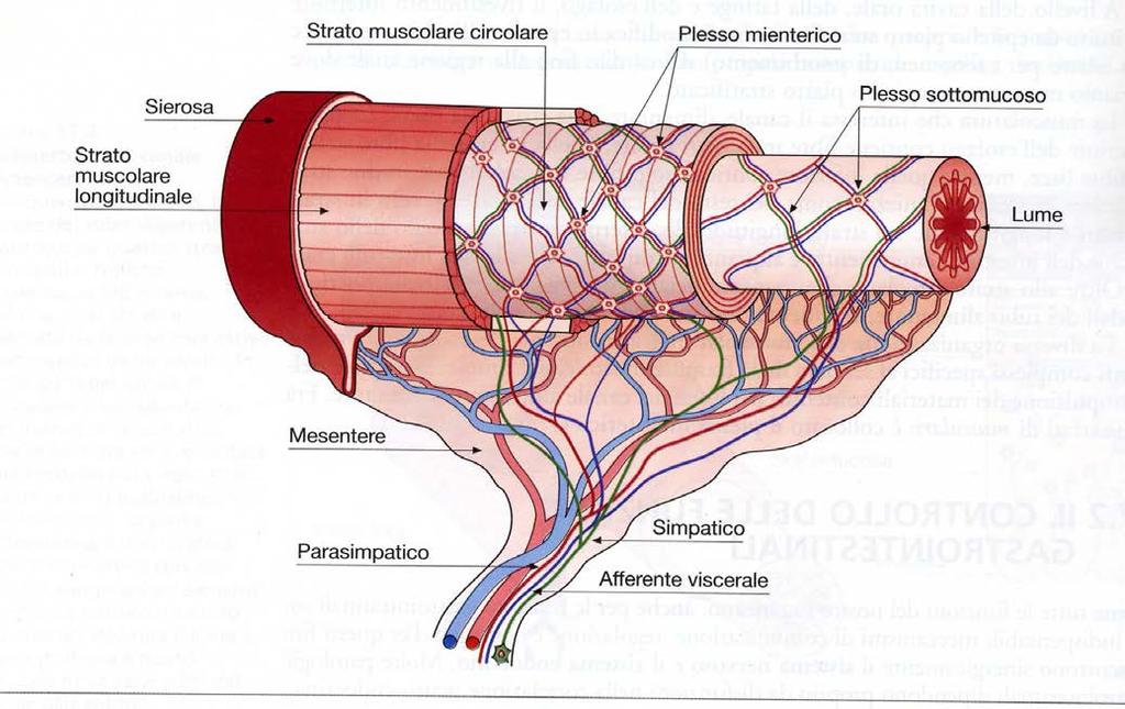 Innervazione del tratto gastrointestinale Muscolare circolare mioenterico sottomucoso Muscolare longitudinale PARASIMPATICO SIMPATICO Il SN enterico è formato da due reti nervose, plesso mioenterico