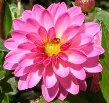 D Dalia A questo fiore si attribuisce lo strano significato simbolico del "presagio" e si ritiene quindi che l'invio di un mazzo di dalie sottintenda l'avvicinarsi di un lieto