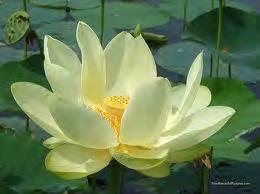 Fior di Loto Il fiore di loto è considerato in molte culture diverse, in particolare nelle religioni orientali,