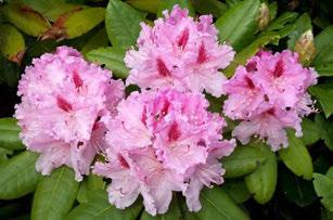 contemporaneamente alla pianta R Rododendro Il rododendro è un fiore dalla spiccata fragilità, esso infatti in primavera ha vita