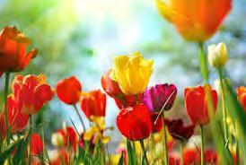 T Tulipano Non tutti lo sanno ma il fiore che rappresenta il vero amore è il tulipano, il fiore perfetto per una dichiarazione d'amore in piena regola.