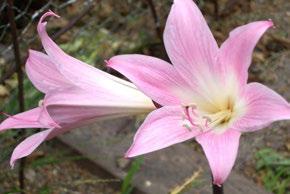 Amaryllis-Belladonna Splendido fiore che quando è rosso si associa alle vacanze.